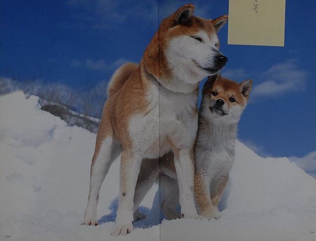 いぬー３.JPG
