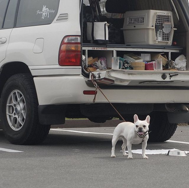 だいー１.JPG