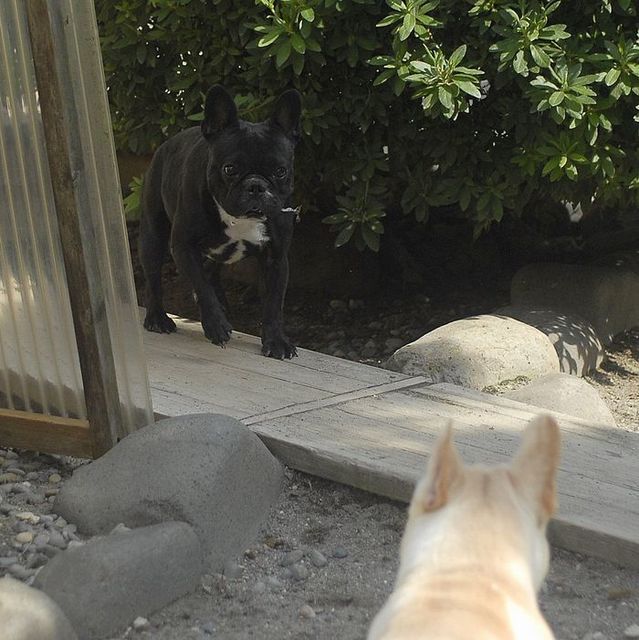 ぴっぴー１.JPG