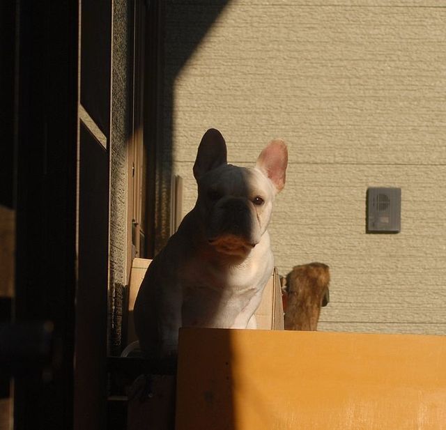 犬舎ー２.JPG